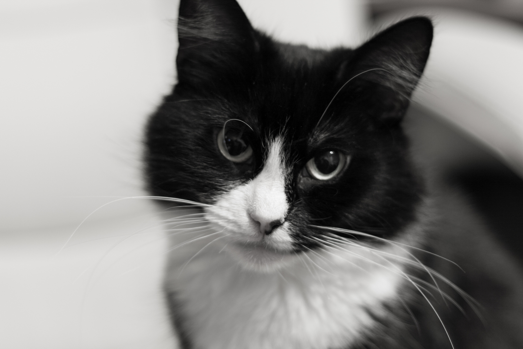 Auto-generated description: Portrait of a black and white cat who is gazing attentively, with a soft background.